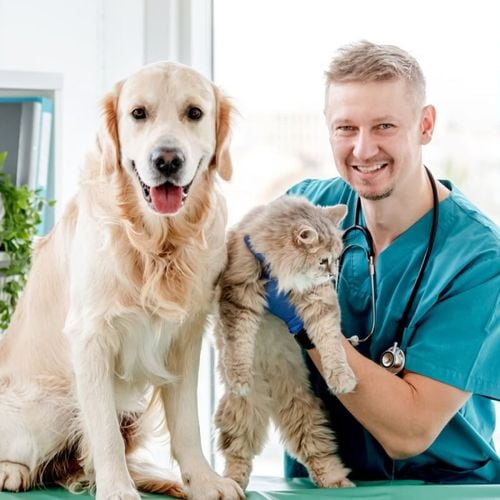 Imagem - 6 motivos para manter o check-up dos animais em dia