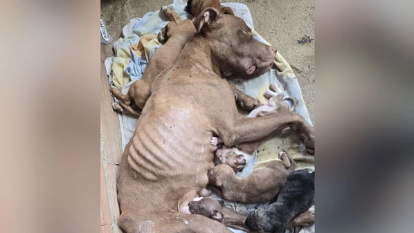 A cachorra foi encontrada amamentando e apresentava quadro grave de desnutrição, além de sintomas de doença do carrapato