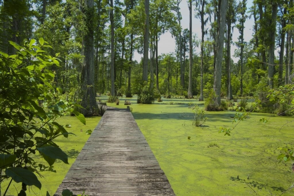O Cypress Gardens foi cenário do filme “Diário de uma paixão” (Imagem: Denton Rumsey | Shutterstock) 