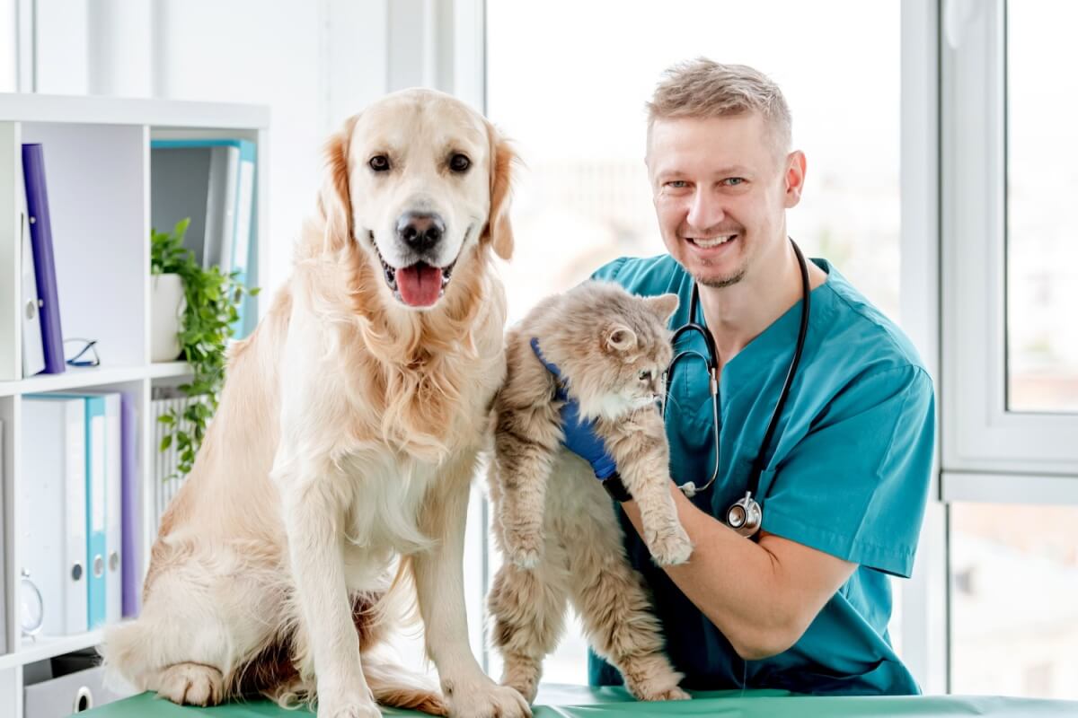 Os check-ups regulares permitem que a equipe veterinária identifique mudanças sutis e aja precocemente (Imagem: T.Vyc | Shutterstock) 