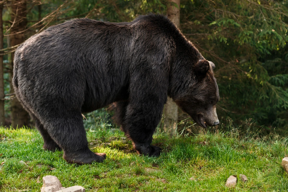 Imagem representativa: urso preto matou um idoso e seu cachorro