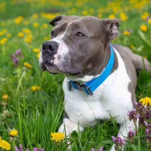 Imagem - 4 características do cachorro da raça staffordshire bull terrier 