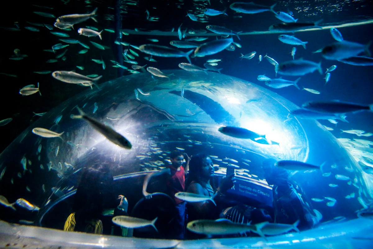 AquaRio é o maior complexo para observação de peixes no Brasil