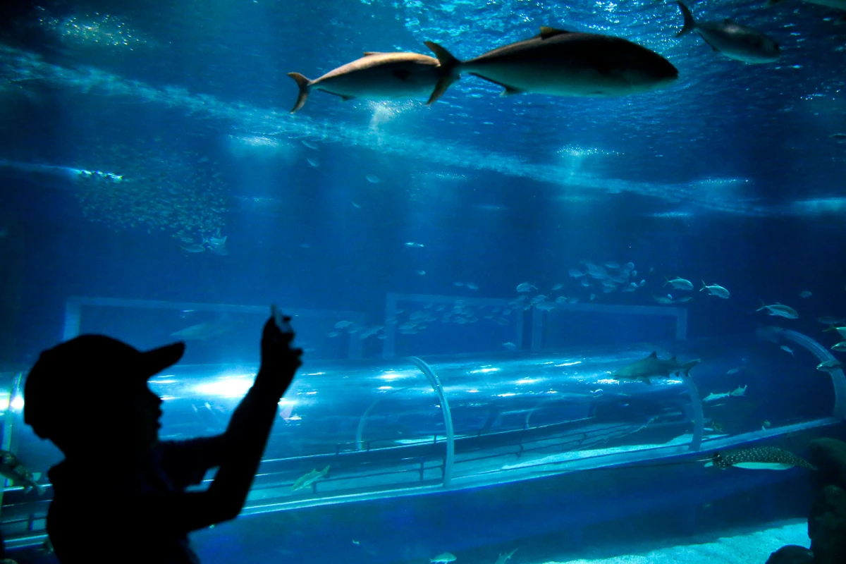 Construção será inspirada no AquaRio, do Rio de Janeiro