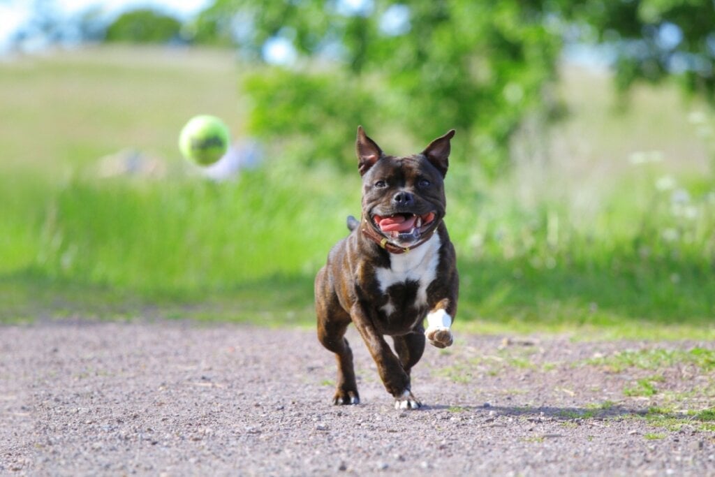 A prática de atividade física é fundamental para o staffordshire bull terrier manter a sua musculatura e peso saudáveis (Imagem: Anna Hudorozkova | Shutterstock)