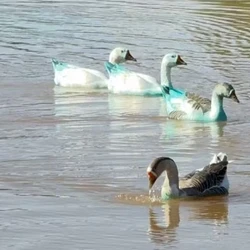 A carroceria tombou parcialmente após o caminhão bater em um poste e corante fez com que patos que nadavam em lago de Jundiaí ficassem azuis