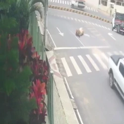 Um produtor rural alegou à PM que os gados foram roubados da propriedade dele, e disse que uma terceira vaca também foi levada e ainda não foi encontrada