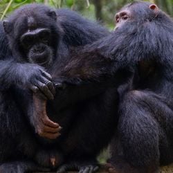Registros são uma continuidade do estudo que descobriu de que chimpanzés usam e comem algumas plantas para tratar ferimentos.