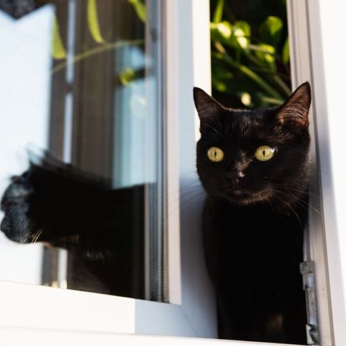 Imagem - 8 cuidados para o gato não sair de casa