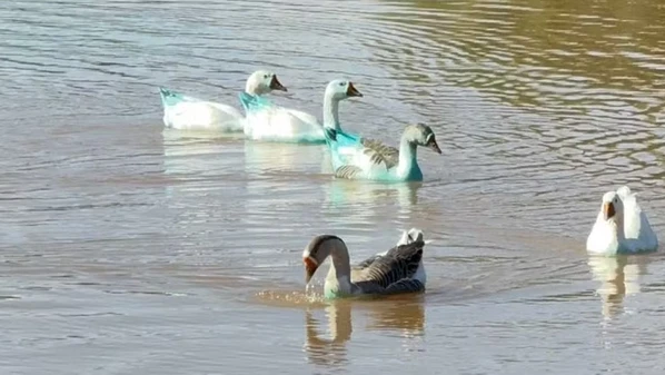 A carroceria tombou parcialmente após o caminhão bater em um poste e corante fez com que patos que nadavam em lago de Jundiaí ficassem azuis
