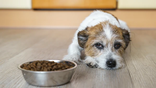 Mudanças no apetite, relutância em se movimentar e vocalizações incomuns podem indicar que o pet está sentindo dor
