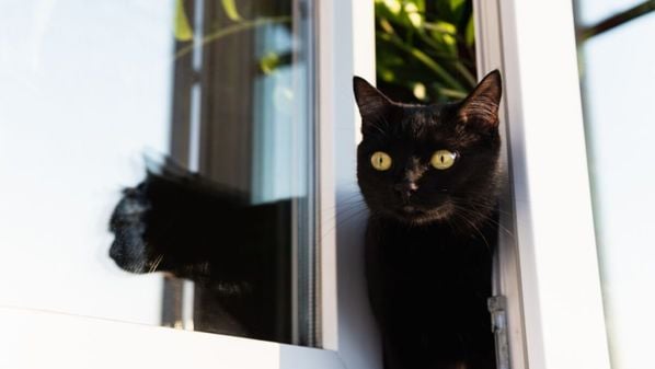 Entenda como manter seu animal seguro e feliz, protegendo-o dos perigos da rua com medidas simples e eficazes