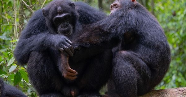 Registros são uma continuidade do estudo que descobriu de que chimpanzés usam e comem algumas plantas para tratar ferimentos.