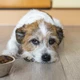 Cachorro com dor / ração / Pets / cão