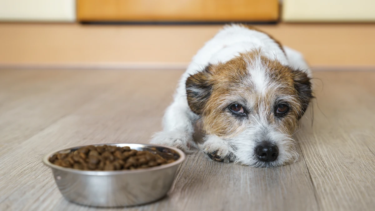 Cachorro com dor / ração / Pets / cão