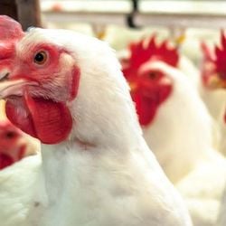 A infecção com o influenza H5N1 acomete principalmente as aves — por ora, o risco maior é para quem tem contato próximo com esses animais. Conheça todos os detalhes sobre esse patógeno e porque ele gera uma preocupação global.