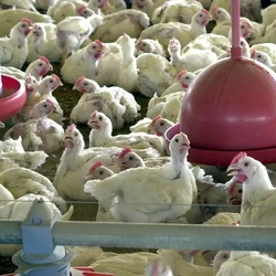 Governo informou que países como Japão, Arábia Saudita, Emirados Árabes e Filipinas já aprovaram embargo limitado ao município gaúcho