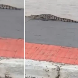 Animal foi resgatado pelo Projeto Caiman nesta sexta-feira (16) e devolvido à natureza após avaliação da equipe técnica/ veja vídeo