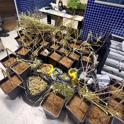 Denúncia anônima levou a PM até imóvel com estrutura para cultivo e preparo da droga na região de Morro da Lagoa, em Vila Velha
