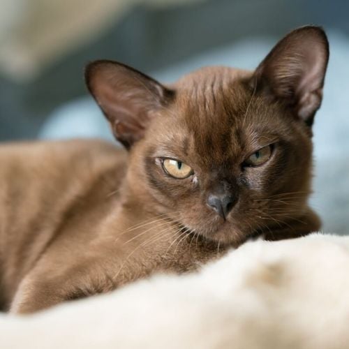 Imagem - 8 raças de gato mais inteligentes 