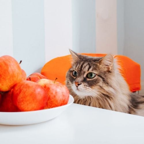 Imagem - Veja como oferecer certos alimentos ao gato de forma segura