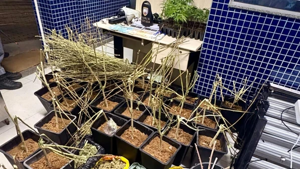Denúncia anônima levou a PM até imóvel com estrutura para cultivo e preparo da droga na região de Morro da Lagoa, em Vila Velha