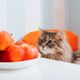 É possível oferecer ocasionalmente opções diferentes da ração ao felino