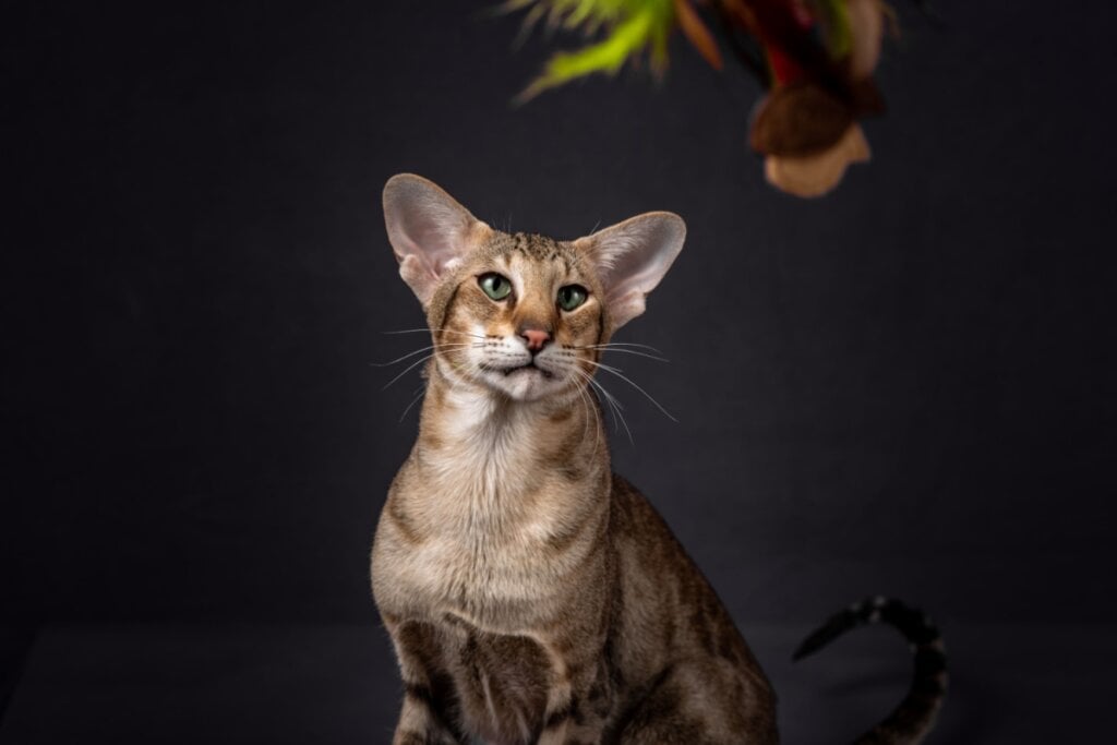 O oriental shorthair costuma aprender truques rapidamente, explora o ambiente com entusiasmo e forma vínculos fortes (Imagem: Oriental shorthair cat | Shutterstock) 