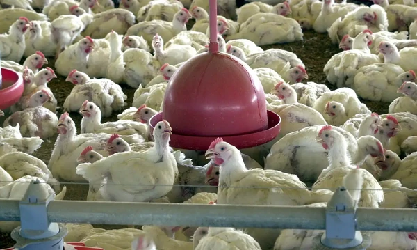 Granja, criação de aves, galinhas