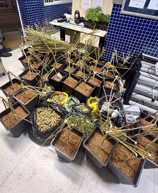 Polícia Militar localiza plantio de maconha em estufa em Vila Velha