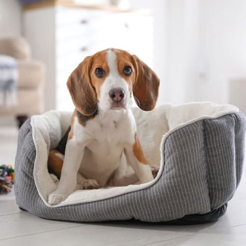 Imagem - Veja o que fazer caso seu animal sofra uma queda