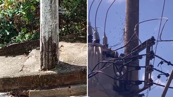 Moradora do bairro Zumbi, Priscila Barreiros fez um registro. Os insetos chegaram a tomar conta da calçada