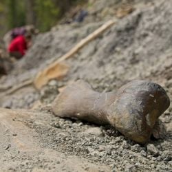 Um grupo de pesquisadores foi até o riacho Pipestone, no Canadá, para descobrir por que milhares de dinossauros estão enterrados lá.