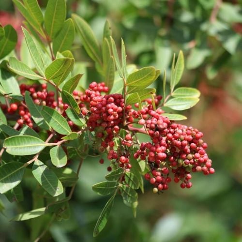 Imagem - 5 benefícios da planta aroeira para a saúde e como usá-la