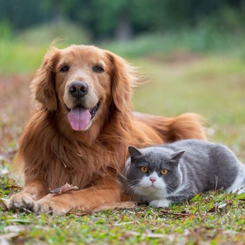 Imagem - Entenda como é feita a transfusão de sangue em animais