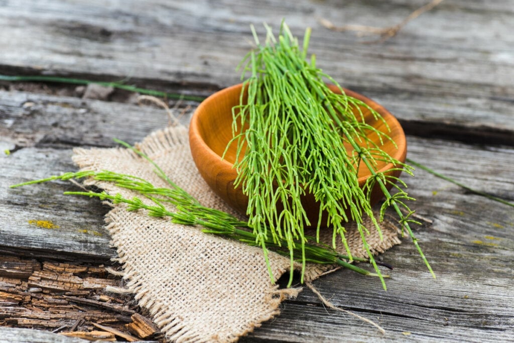 Banho com cavalinha ajuda a equilibrar os sentimentos (Imagem: Lipatova Maryna | Shutterstock)