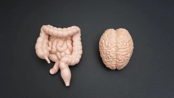Intestino e cérebro estão conectados por três vias diferentes 
