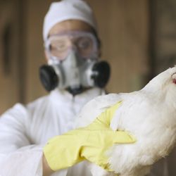 O vírus animal está se espalhando em quase todos os continentes, mas de forma diferente desta vez