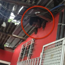 Estabelecimento funciona em Jardim Limoeiro; suspeito, identificado como Walisson de Oliveira da Silva, foi autuado em flagrante por furto qualificado