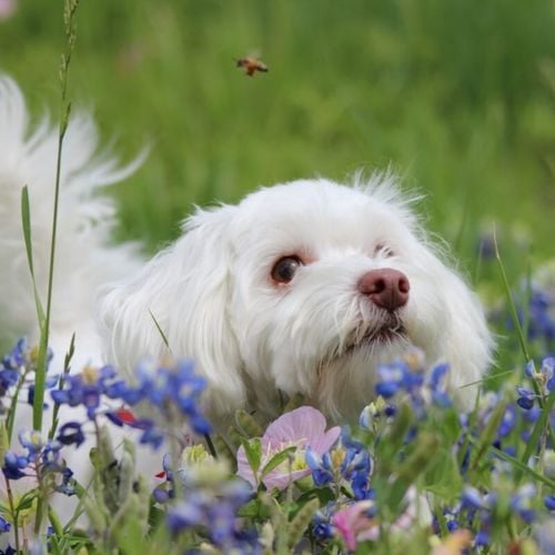Imagem - Saiba o que fazer quando o animal é picado por uma abelha