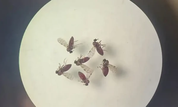 O maruim, vetor principal da Febre Oropouche