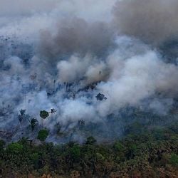 Amazônia é uma das florestas mais afetadas pelo fenômeno, e especialistas temem que bioma entre em um ponto de declínio irreversível.