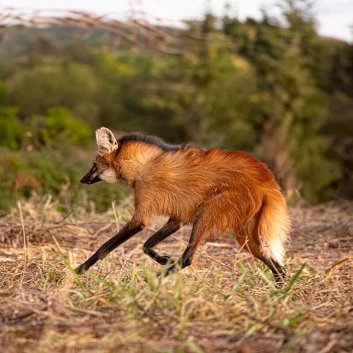 Imagem - 8 curiosidades incríveis sobre o lobo-guará 
