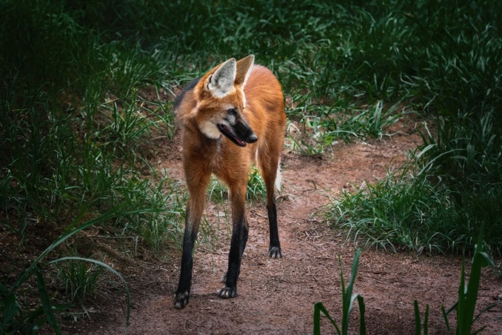 O lobo-guará é um animal onívoro e tem uma dieta diversificada (Imagem: Diego Grandi | Shutterstock)