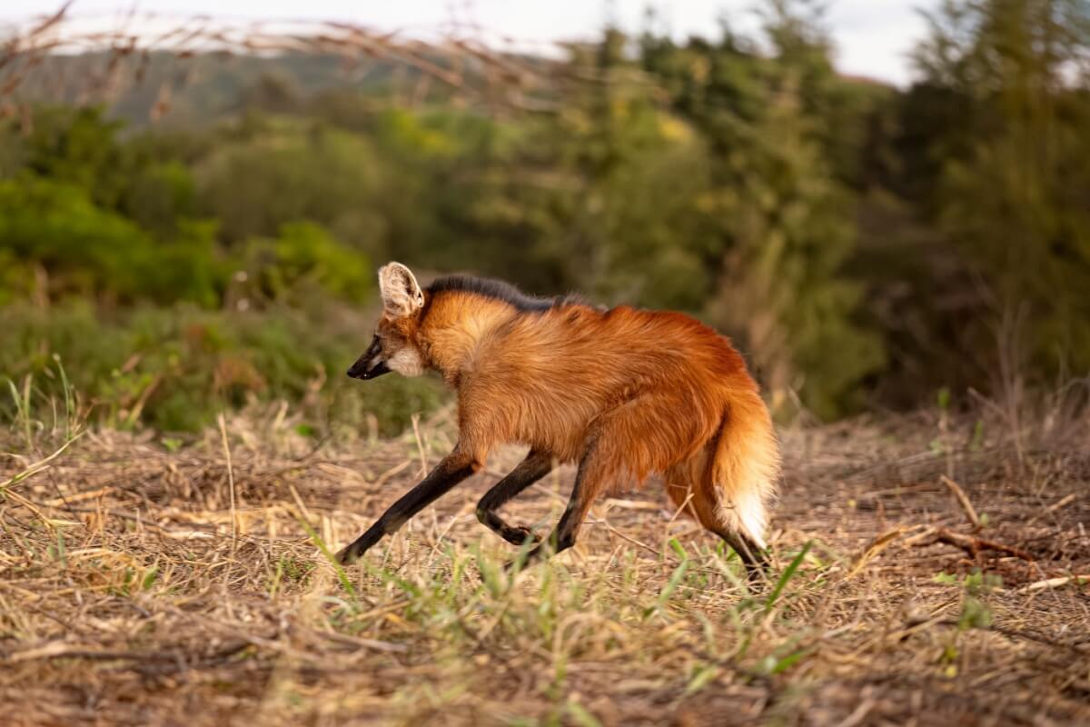 O lobo-guará se destaca por seu porte elegante, pelagem avermelhada e pernas longas (Imagem: Vinicius R. Souza | Shutterstock) 