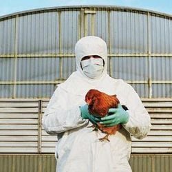Embora casos entre humanos sejam esporádicos, espalhamento do vírus pelo mundo entre diferentes espécies preocupa cientistas. Entenda o que se sabe até agora sobre a doença.