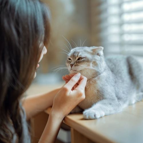 Imagem - 8 raças de gato extremamente dóceis 