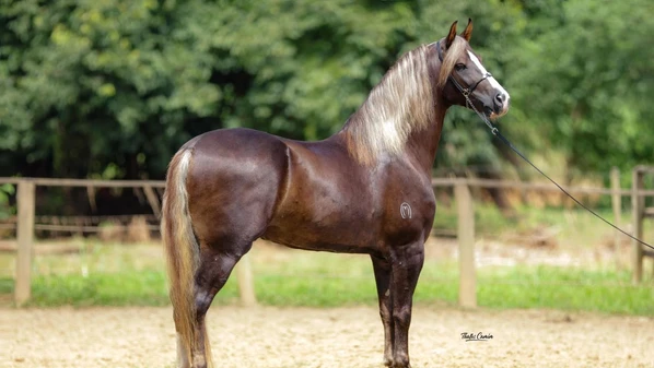 Cerca de 200 animais participarão da 34ª Exposição Estadual Capixaba do Cavalo Mangalarga Marchador