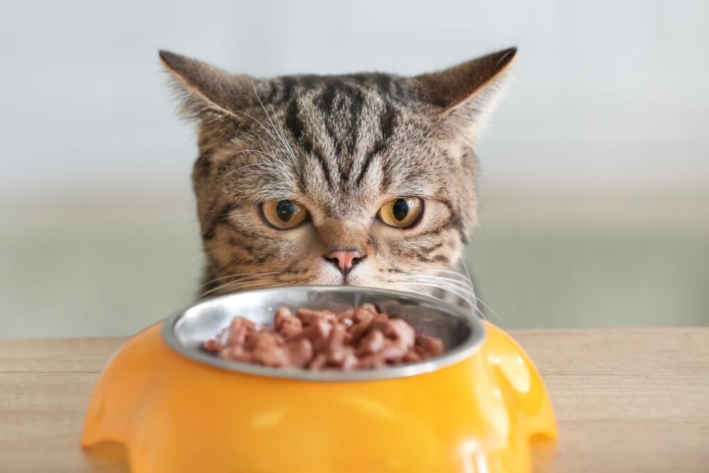 É importante observar os nutrientes do alimento oferecido ao animal (Imagem: Pixel-Shot | Shutterstock)