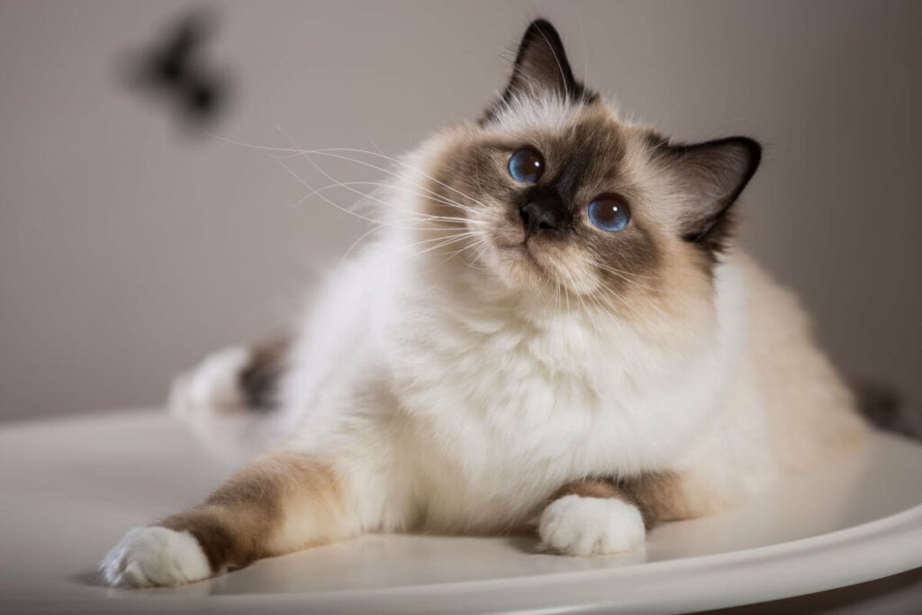 O gato birmanês tem um temperamento tranquilo, calmo e sociável (Imagem: Viacheslav Lopatin | Shutterstock)